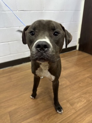 Shelter Stray Male Dog last seen Near PORT HUDSON PRIDE, 70714, LA, 2550 Gourrier Ave, Baton Rouge, LA 70820, USA