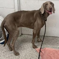 Shelter Stray Male Dog last seen E Gregory and Access Rd Park, KCMO, 64133, 64133, MO, 7077 Elmwood Ave, Kansas City, MO 64132, USA