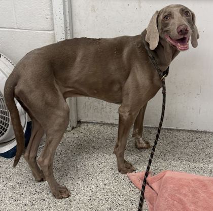 Shelter Stray Male Dog last seen E Gregory and Access Rd Park, KCMO, 64133, 64133, MO, 7077 Elmwood Ave, Kansas City, MO 64132, USA