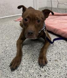 Shelter Stray Female Dog last seen Near E Coal Mine Road, 64129, MO, 7077 Elmwood Ave, Kansas City, MO 64132, USA