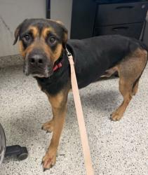 Shelter Stray Male Dog last seen Near E Coal Mine Road, 64129, MO, 7077 Elmwood Ave, Kansas City, MO 64132, USA