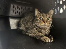 Shelter Stray Unknown Cat last seen E 53rd St & Stanton Dr, 64133, 64133, MO, 7077 Elmwood Ave, Kansas City, MO 64132, USA