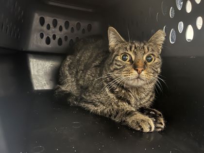 Shelter Stray Unknown Cat last seen E 53rd St & Stanton Dr, 64133, 64133, MO, 7077 Elmwood Ave, Kansas City, MO 64132, USA