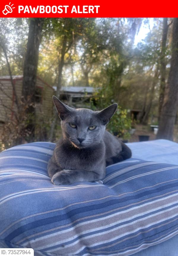 Lost Female Cat last seen 315c and 214, Keystone Heights, FL 32656