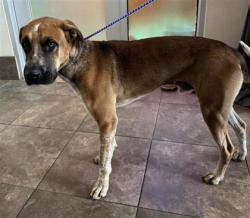 Shelter Stray Male Dog last seen Near BLK san gabriel ranch rd, Williamson County, TX, 1855 SE Inner Loop, Georgetown, TX 78626, USA