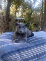 Lost Female Cat last seen 315c and 214, Keystone Heights, FL 32656