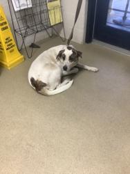Shelter Stray Female Dog last seen , , TX, 355 Hillshire Dr, Haslet, TX 76052, USA