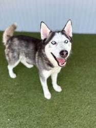 Shelter Stray Male Dog last seen , , TX, 355 Hillshire Dr, Haslet, TX 76052, USA