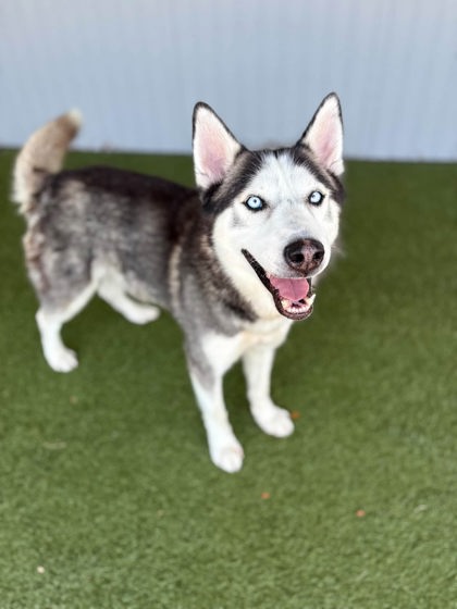Shelter Stray Male Dog last seen , , TX, 355 Hillshire Dr, Haslet, TX 76052, USA