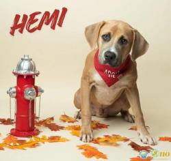Shelter Stray Male Dog last seen Near Orchid Circle, Fairhope, AL 36532, Fairhope Animal Control Jurisdiction, AL, 555 S Section St, Fairhope, AL 36532, USA
