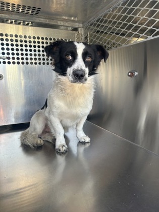 Shelter Stray Male Dog last seen Near AVE K, Central District, TX, 355 Hillshire Dr, Haslet, TX 76052, USA