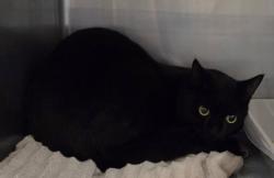 Shelter Stray Male Cat last seen Near Myrtle Street, Fairhope, AL 36532, Fairhope Animal Control Jurisdiction, AL, 555 S Section St, Fairhope, AL 36532, USA