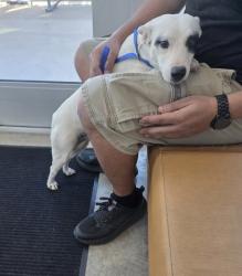 Shelter Stray Female Dog last seen , , TX, 355 Hillshire Dr, Haslet, TX 76052, USA