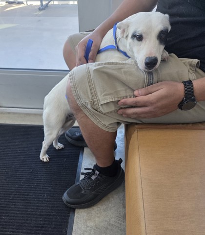 Shelter Stray Female Dog last seen , , TX, 355 Hillshire Dr, Haslet, TX 76052, USA