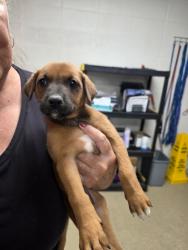 Shelter Stray Female Dog last seen Near Wilbarger, Central District, TX, 355 Hillshire Dr, Haslet, TX 76052, USA