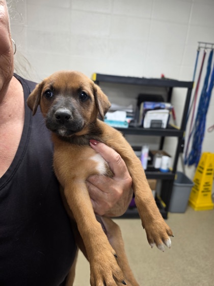 Shelter Stray Female Dog last seen Near Wilbarger, Central District, TX, 355 Hillshire Dr, Haslet, TX 76052, USA