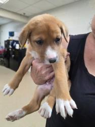 Shelter Stray Female Dog last seen Near Wilbarger, Central District, TX, 355 Hillshire Dr, Haslet, TX 76052, USA