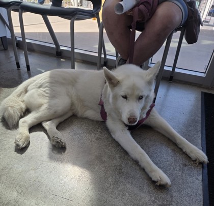 Shelter Stray Female Dog last seen , , TX, 355 Hillshire Dr, Haslet, TX 76052, USA