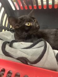 Shelter Stray Male Cat last seen Mitchell Blvd, East District, TX, 355 Hillshire Dr, Haslet, TX 76052, USA