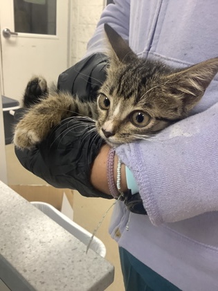 Shelter Stray Male Cat last seen Near Mule Alley, North District, TX, 355 Hillshire Dr, Haslet, TX 76052, USA