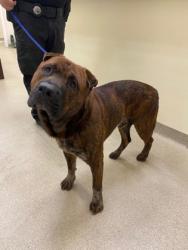 Shelter Stray Male Dog last seen Near 101st st, IRC AC, FL, 6230 77th St, Vero Beach, FL 32967, USA