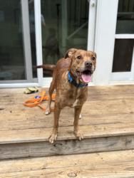 Shelter Stray Female Dog last seen Near Rockbridge Rd, 30058, GA, 3280 Chamblee Dunwoody Rd, Chamblee, GA 30341, USA