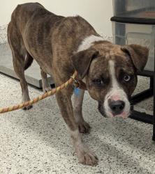 Shelter Stray Male Dog last seen Near Sullivan Rd, Atlanta, GA, 1251 Fulton Industrial Blvd NW, Atlanta, GA 30336, USA