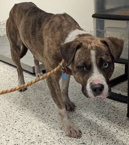 Shelter Stray Male Dog last seen Near Sullivan Rd, Atlanta, GA, 1251 Fulton Industrial Blvd NW, Atlanta, GA 30336, USA