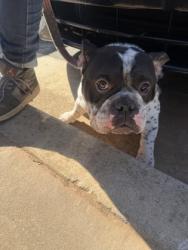 Shelter Stray Male Dog last seen Near s river blvd se, 30316, GA, 3280 Chamblee Dunwoody Rd, Chamblee, GA 30341, USA