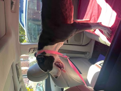 Shelter Stray Male Dog last seen Near Glenwood Rd, Decatur, GA 30032, 30032, GA, 3280 Chamblee Dunwoody Rd, Chamblee, GA 30341, USA