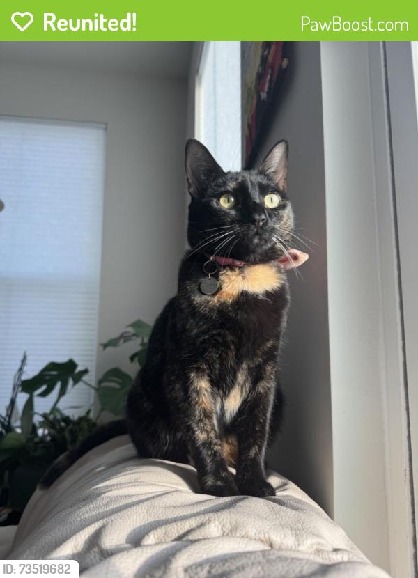 Reunited Female Cat last seen Arbor Ash St, Pineola Rd, Ellen Ave, Charlotte, NC 28208