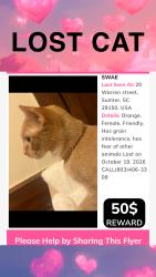 Lost Female Cat last seen Octopharma, Sumter, SC 29150