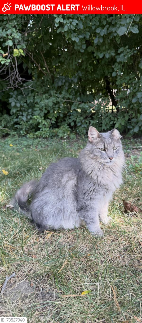 Lost Female Cat last seen Timberlake Park, Willowbrook, IL 60527