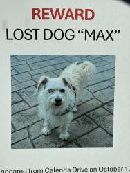 Lost Male Dog last seen Valley Circle & Calenda Drive, Los Angeles, CA 91367