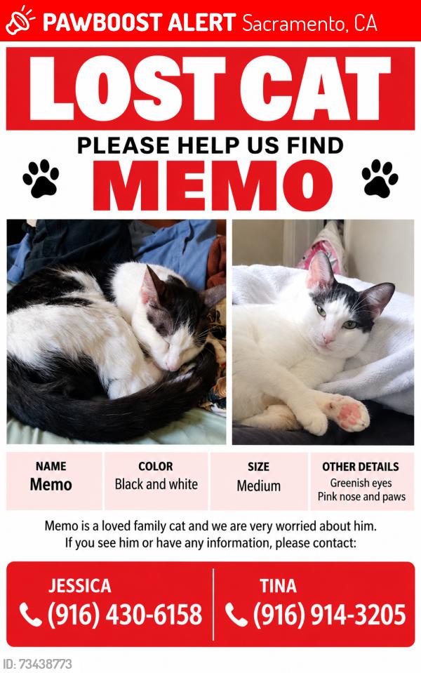Lost Male Cat last seen Irish gold way, Sacramento, ca, Sacramento, CA 95826