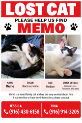 Lost Male Cat last seen Irish gold way, Sacramento, ca, Sacramento, CA 95826