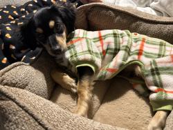 Reunited Male Dog last seen Christopher Todd McDowell, Avondale, AZ 85392
