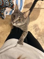 Found/Stray Unknown Cat last seen in Ross, OH near Ross Early Learning and Mean Green Mowers, Ross, OH 45013