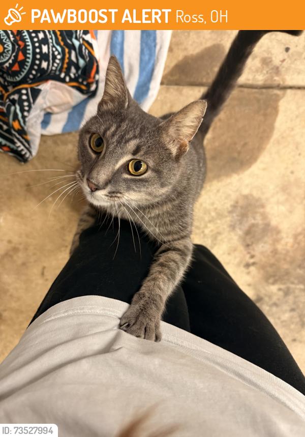 Found/Stray Unknown Cat last seen in Ross, OH near Ross Early Learning and Mean Green Mowers, Ross, OH 45013