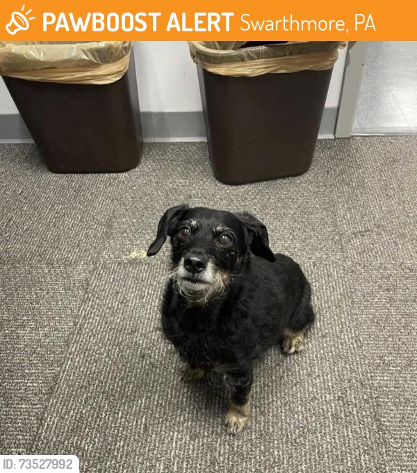 Found/Stray Unknown Dog last seen Yale and Cornell Aves., Swarthmore, PA 19081