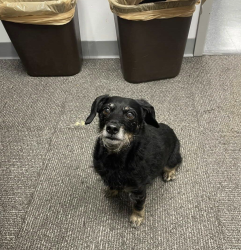 Found/Stray Unknown Dog last seen Yale and Cornell Aves., Swarthmore, PA 19081
