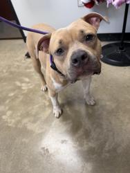 Found/Stray Female Dog last seen Near N Macarthur, Warr Acres, OK 73122