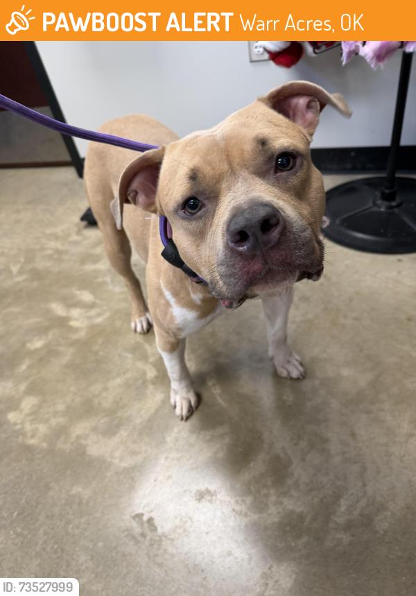 Found/Stray Female Dog last seen Near N Macarthur, Warr Acres, OK 73122