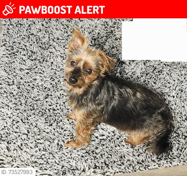 Lost Male Dog last seen Near Rosehaven road, West Palm Beach, FL 33415