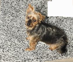 Lost Male Dog last seen Near Rosehaven road, West Palm Beach, FL 33415