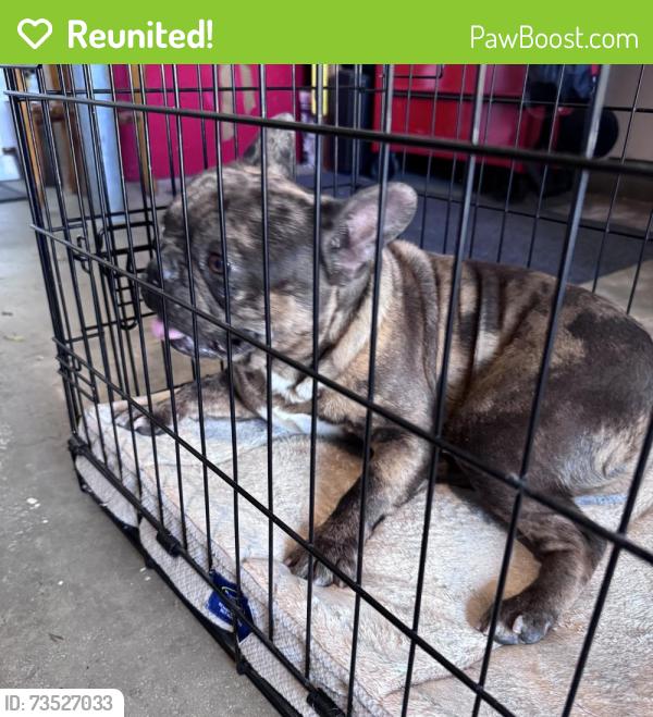 Reunited Female Dog last seen E Loma Linda, Temecula, CA 92592