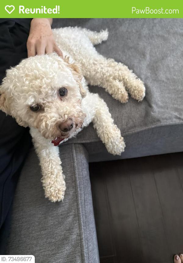 Reunited Male Dog last seen Near, Surrey, BC V3S 2R9