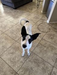 Found/Stray Male Dog last seen 67th Ave and Buckeye Road, Phoenix, AZ 85043