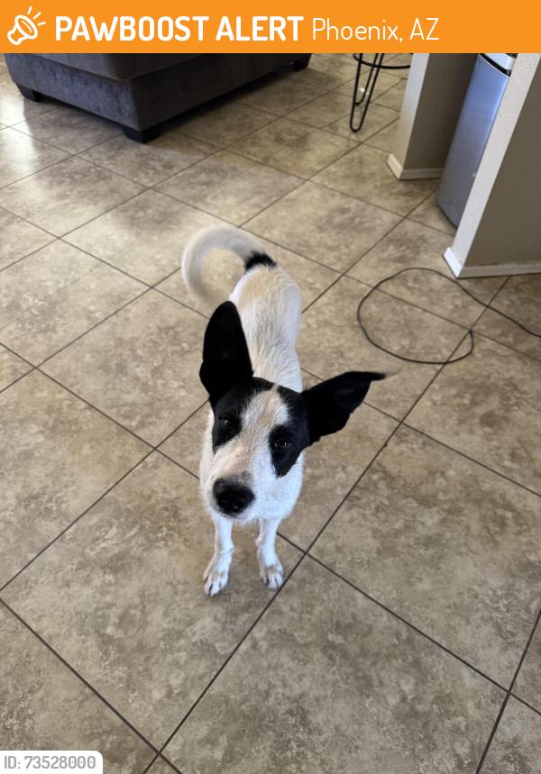 Found/Stray Male Dog last seen 67th Ave and Buckeye Road, Phoenix, AZ 85043