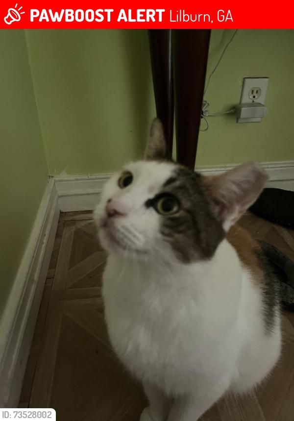 Lost Female Cat last seen Lost grove lilburn, Lilburn, GA 30047